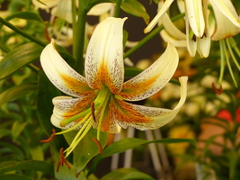 Foto: Dr. Peter Müller